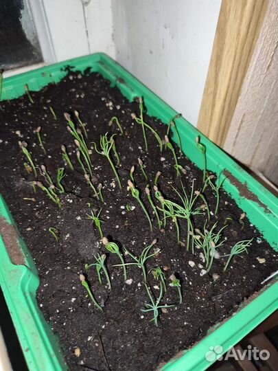 Сосна горная Мугус Банкса Массона/Тсуга Канадская