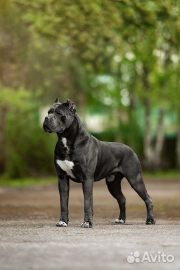 Кане корсо вязка