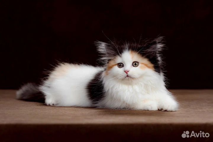 Шотландская кошечка