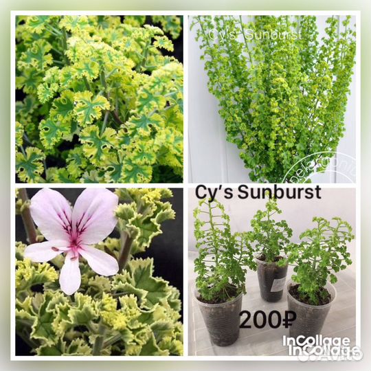 Сортовая душистая пеларгония