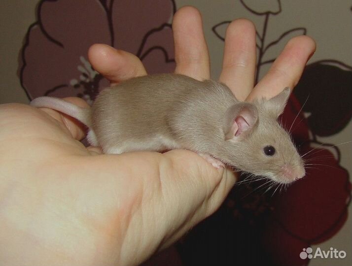 Мышь сатиновая