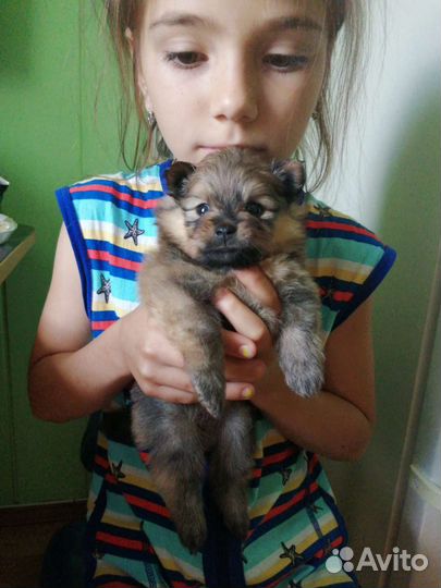 Собаки щенки шпиц
