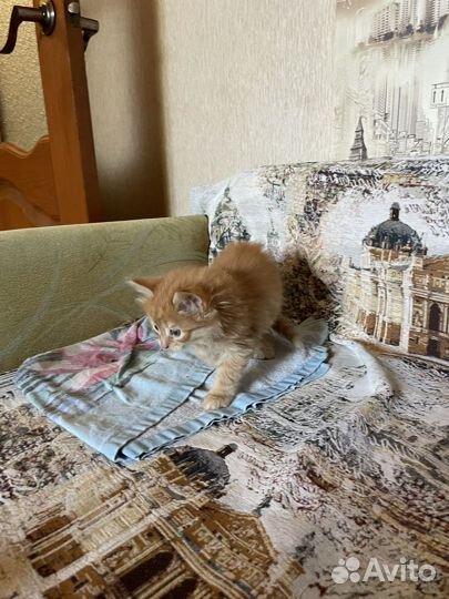 Котята в добрые руки мальчики