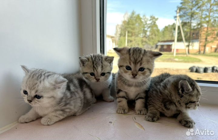 Британские котята