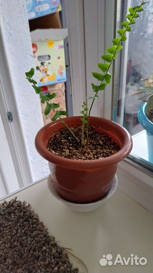 Комнатные цветы