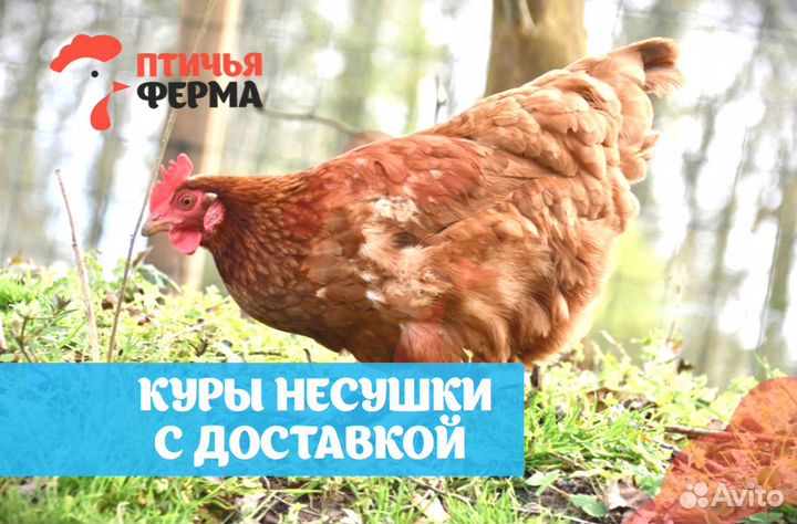 Куры несушки