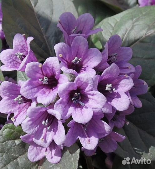 Физохлайна(пузырница)