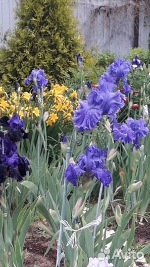 Ирисы бородатые высокорослые крупноцветковые