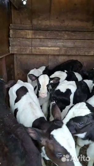 Телята бычки