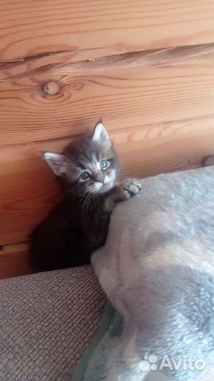 Котята мейн-кун