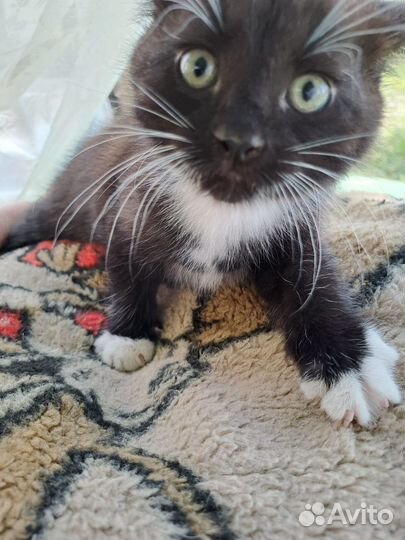 Котята от мейн-куна полукровки