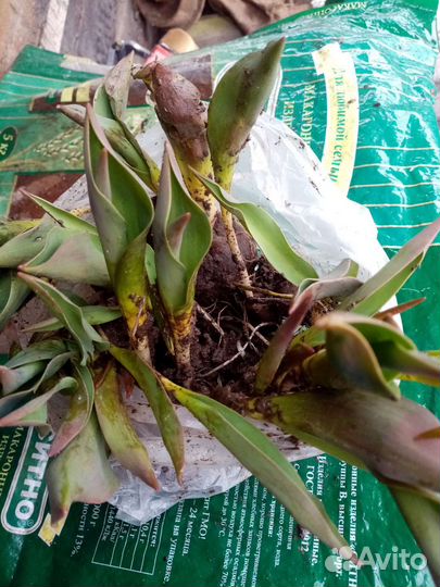 Тюльпаны сортовые