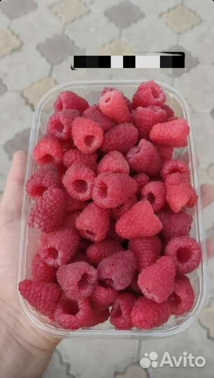 Малина полонез