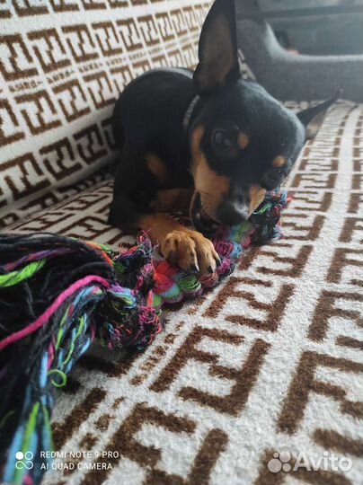 Вязка собак