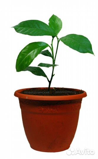 Рассада лимонов