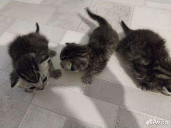 Кошка в дар бесплатно