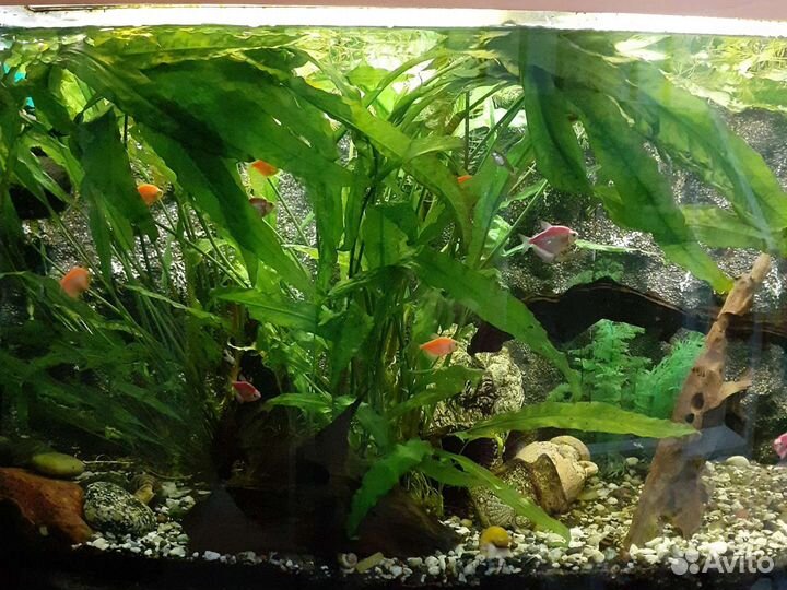 Растения криптокарина и улитки Хелены