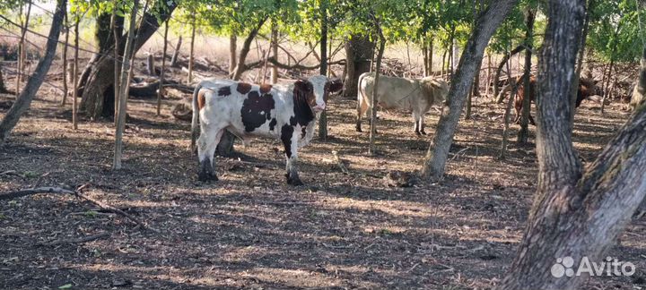 Бычки на откорм