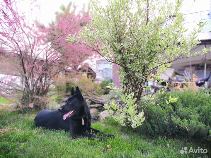 Вязка кобель В.Е.О