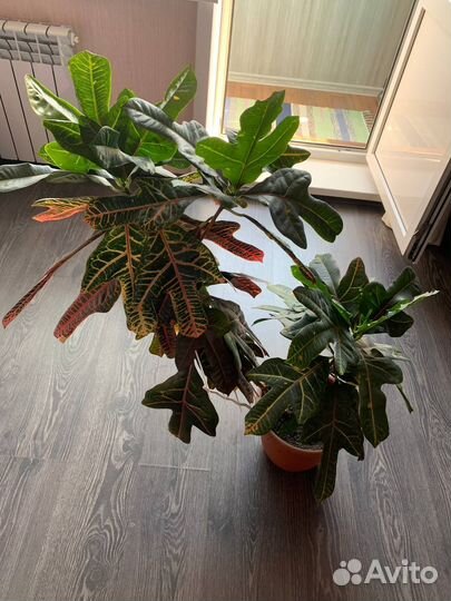 Кротон 100см