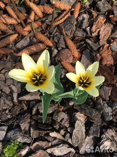 Кора, мульча