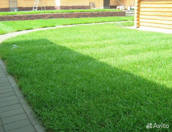 Рулонный газон - Теневыносливый