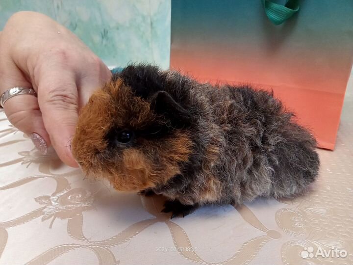 Перуанские морские свинки