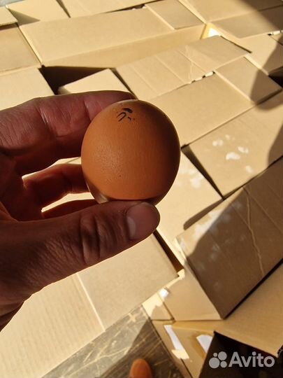 Яйца куриные