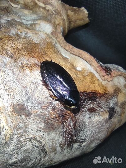 Декоративные и кормовые тараканы