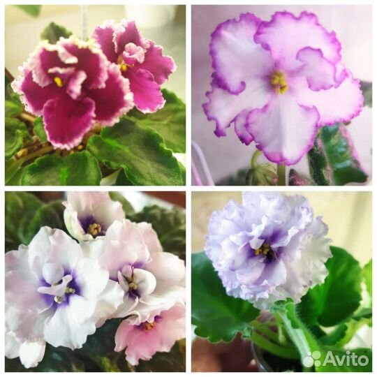 Детки сортовых фиалок, цветущие и зацветающие