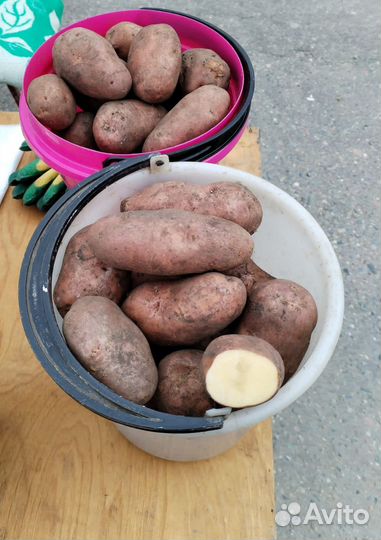 Картофель на еду, на семена