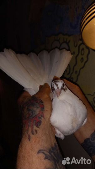 Николаевские голуби 