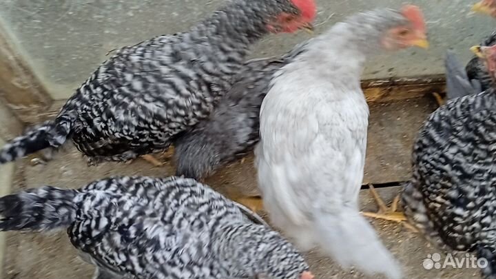 Петухи молодые доминант
