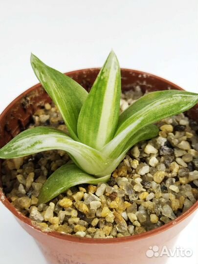 Хавортия вариегатная