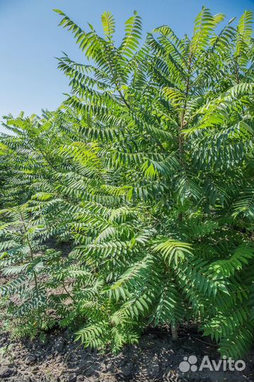 Сумах. Уксусное дерево