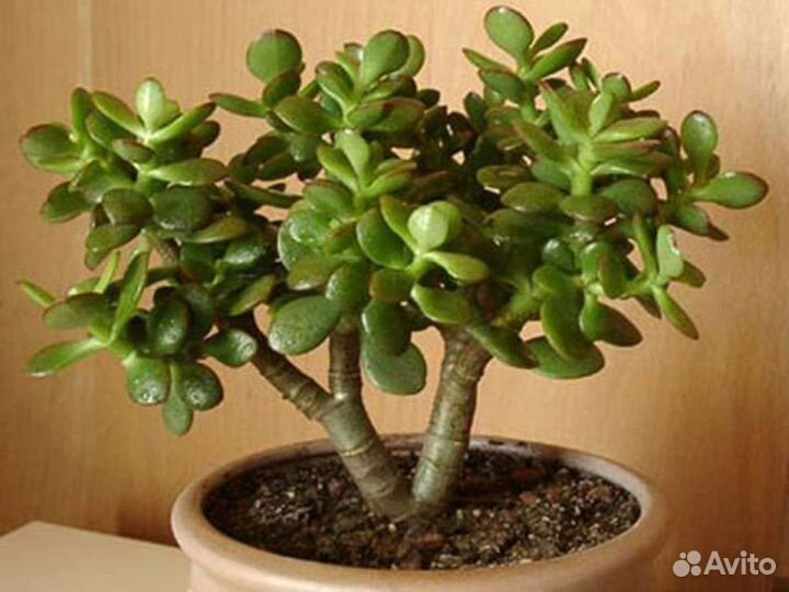 Толстянка (денежное дерево)