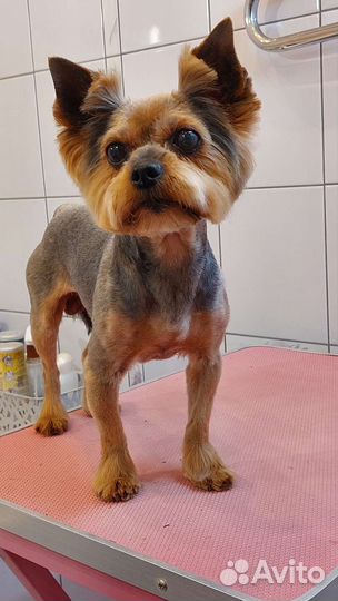 Грумер Уход за вашими питомцами