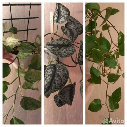 Сциндапсус