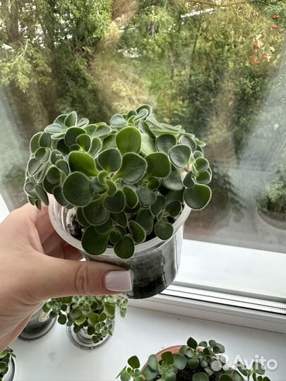 Аихризон дерево любви и счастья