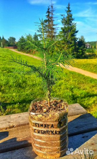 Пихта сибирская
