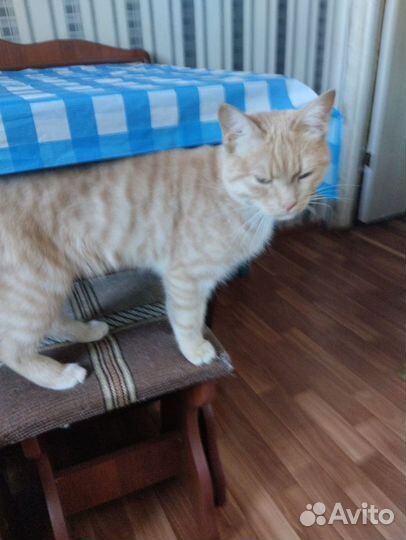 Кошка