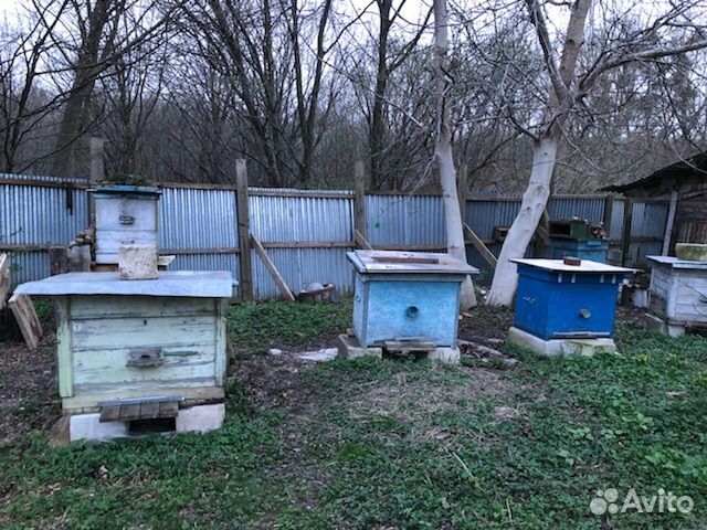 Ульи с пчелами