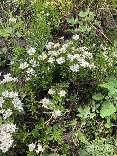 Иберис многолетний почвопокровник