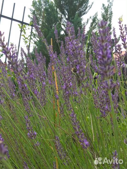 Букет из лаванды