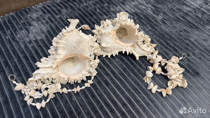 Морские ракушки раковины