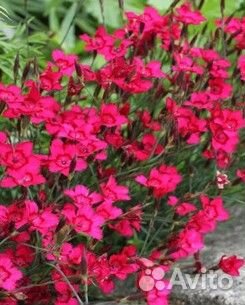 10 многолетних цветов для горки