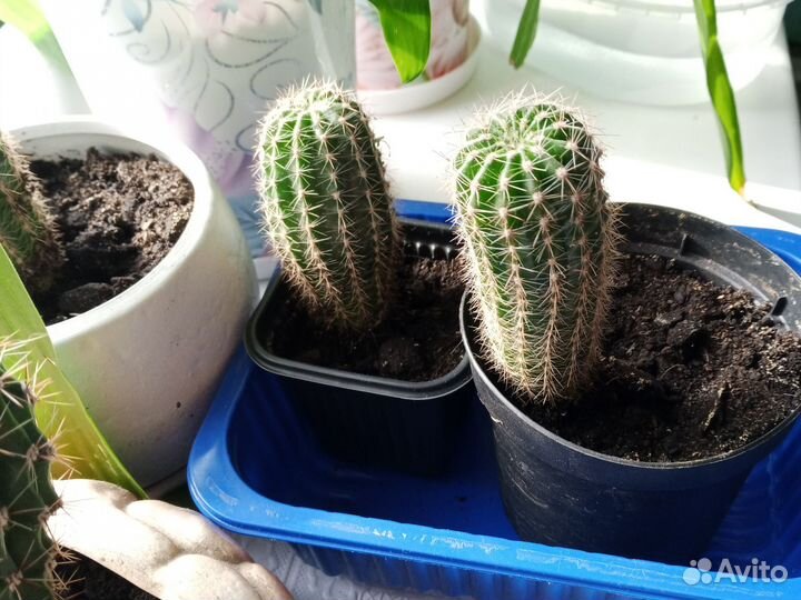 Кактус эхинопсис