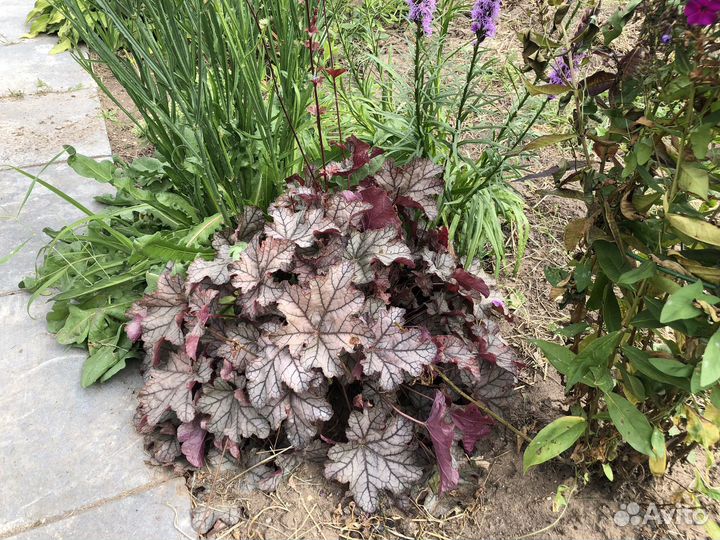 Многолетние цветы для вашего сада