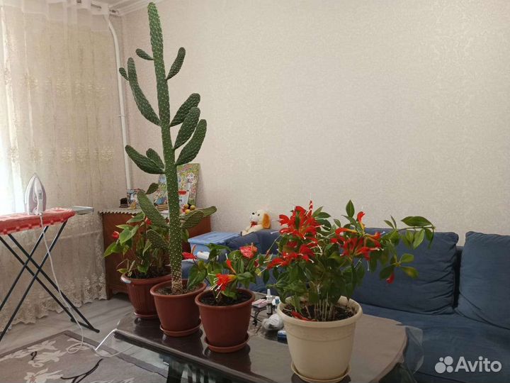 Цветы домашние в горшках