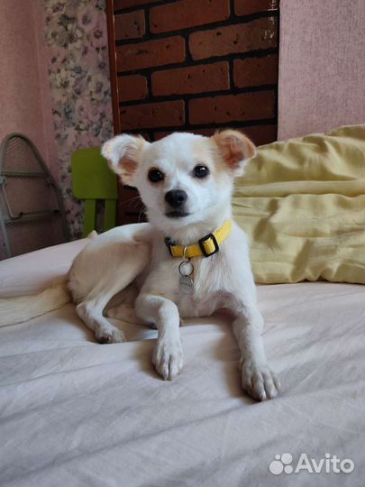 Миниатюрная собачка в любящие руки